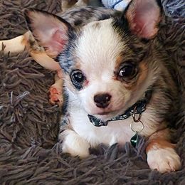 Boy 1 - Merle Chihuahua puppy in Rockport, Indiana from King's Country Style Kennels