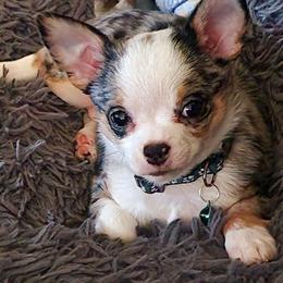 Boy 1 - Merle Chihuahua puppy in Rockport, Indiana from King's Country Style Kennels