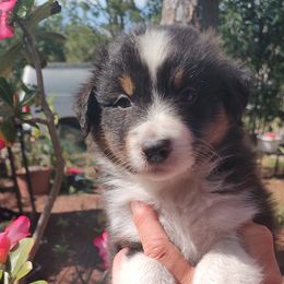Australian Shepherd Puppies from Marion Lutz Gulf Coast Aussies