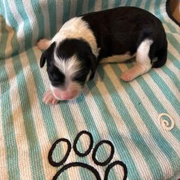 Noel - Black and white female Aussiedoodle puppy in Elk, Washington from James Ruby Farms