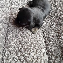 Girl 1 - Black and cream female Dachshund puppy in Martinsville, Virginia from Rea's Doxies