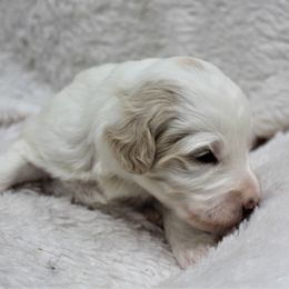 Bernedoodle and Goldendoodle Puppies from Paramount Family Doodles