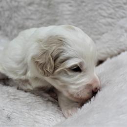 Bernedoodle and Goldendoodle Puppies from Paramount Family Doodles