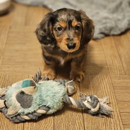 Dachshund Puppies from DT Dachshunds