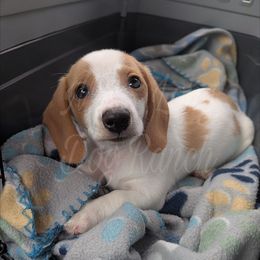 3 Lola Bunny - Piebald female Dachshund puppy in Central Point, Oregon from MRS Long Dog Ranch