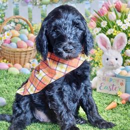 Fudge- Orange Collar - Black male Goldendoodle puppy in Bay City, Texas from Charming Doods Goldendoodles