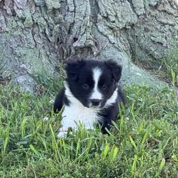 Ella - Black and white female Border Collie puppy in Dorr, Michigan from Pineview Farm