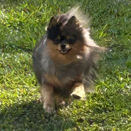 Gemma - Pomeranian