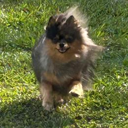 Gemma - Pomeranian