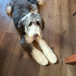 Assorted Doodle Crosses and Newfypoo All Grown Up from Arizona Doodle Trails