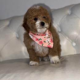Bernedoodle, Cavapoo, Goldendoodle, Miniature Schnauzer, and Poodle Puppies from Pet Inn Xxweetdoodles