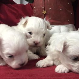 Maltese, Poodles, Shiba Inu, and Shih Tzus from Windmill Creek Puppies