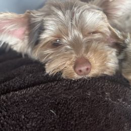 Yorkshire Terriers from pupstatenewyorkies