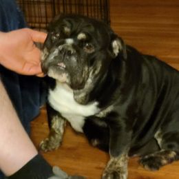 Pearl - Bulldog