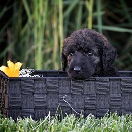 Poodle Puppies from Nay Design Poodles