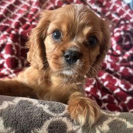 Cavalier King Charles Spaniels from Beautiful Cavaliers