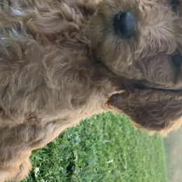 Bernedoodles and Labradoodles from Pine Brook Pups
