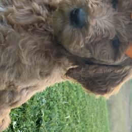 Bernedoodles and Labradoodles from Pine Brook Pups