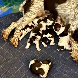 English Springer Spaniels from Sandpiper Bay ESS