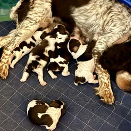 English Springer Spaniels from Sandpiper Bay ESS