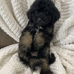 Nova - Black and tan female Havapoo puppy in Dothan, Alabama from Leo’s Teddy Bear doodles
