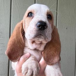 Boy 2 - Red and white male Basset Hound puppy in St. Cloud, Florida from Fancy Hounds