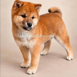 Rina - Red female Shiba Inu puppy in Tualatin, Oregon from Shiba Paradise