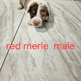 Mya m4 - Red merle male Australian Shepherd puppy in Arbela, Missouri from County Line Aussies