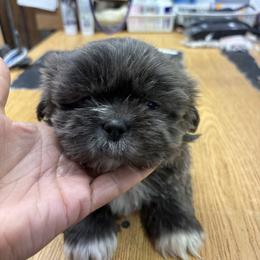 Red Collar - Blue male Shih Tzu puppy in Eunice, Louisiana from 4J's Cajun Kennels