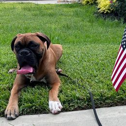 Boxer and Miniature Pinscher All Grown Up from Pike's Pups