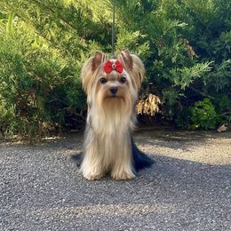 Lola - Yorkshire Terrier