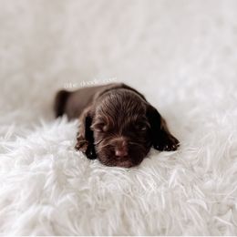 Piper - 12 Days of Christmas - Chocolate female Goldendoodle puppy in Syracuse, Indiana from The Doodle Cove