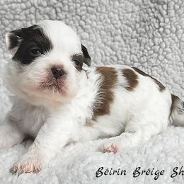 Shih Tzu Puppies from Beirin Breige Shih Tzus