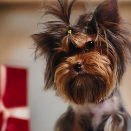 Kyra - Yorkshire Terrier