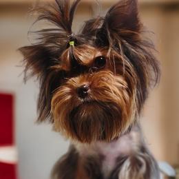 Kyra - Yorkshire Terrier