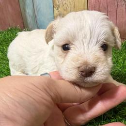 Silas - Parti male Miniature Schnauzer puppy in Lufkin, Texas from C&K’s Schnauzer House