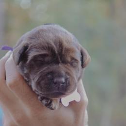 Purple Girl - Chocolate female Labrador Retriever puppy in Linville, Virginia from Virginia Labradors