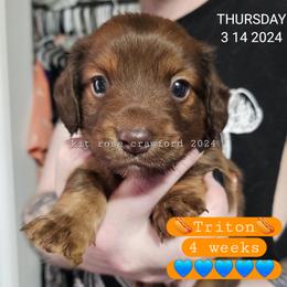 Dachshund Puppies from Wayward Home Dachshunds