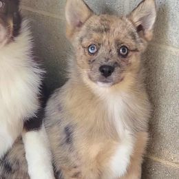 Huckleberry Reduced - Merle male Pomsky puppy in Gladstone, Virginia from Rustic Charms Miniature Huskys