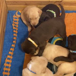 Dilute Retriever and Labrador Retriever Puppies from Moran’s Lab’s