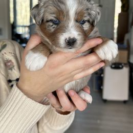 Bell (Christmas Babies) Blues - Blue merle female Miniature Australian Shepherd puppy in Charlestown, Indiana from Forever Aussies and A Doodle