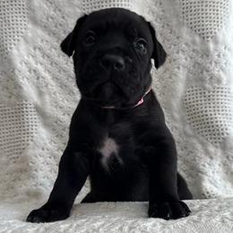 Vixen - Black female Cane Corso puppy in Utah from 3Lake Kennelz