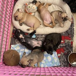 French Bulldog and Pomeranian Puppies from Legendary French Bulldogs