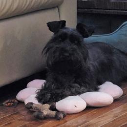 Miniature Schnauzer puppies from A&J Miniature Schnauzers