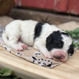 Lane - Parti male Goldendoodle puppy in Zeeland, Michigan from Dandelion Lane Doodles