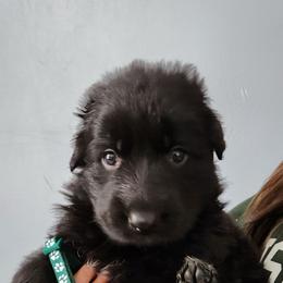 Theo - Black male German Shepherd puppy in White Cloud, Michigan from Von WestLynn German Shepherds