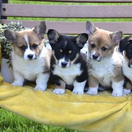 American Corgis and Pembroke Welsh Corgis from Abundant Joy Corgis