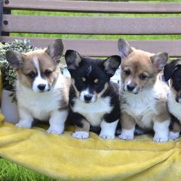 American Corgis and Pembroke Welsh Corgis from Abundant Joy Corgis