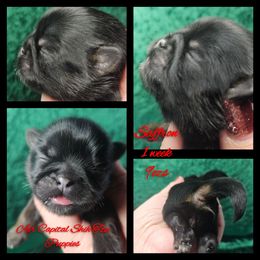 Saffron - Red female Shih Tzu puppy in Maize, Kansas from Air Capital Shih Tzu Puppies