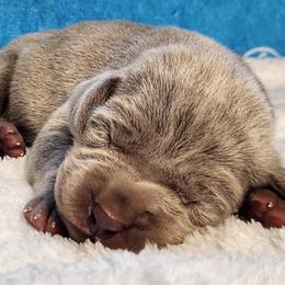 Puppy 1 - Silver gray male Weimaraner puppy in Kentucky from Willow Ridge Kennel